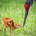 Mother Sandhill crane feeding baby