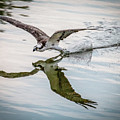 Osprey Reflection