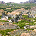 Pikes Peak Rams