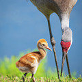 Sandhill Crane with baby colt