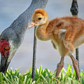 Sandhill crane with colt baby