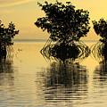 We Three Trees
