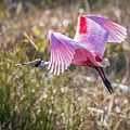 Flying Roseate Spoonbill